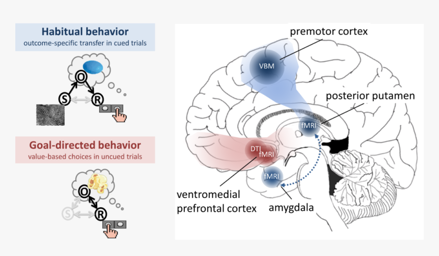 Habitual Behavior Vs Goal Directed, HD Png Download, Free Download