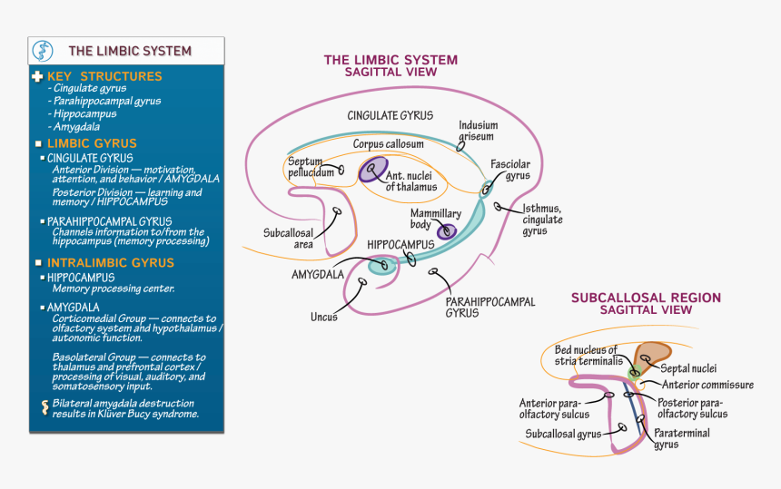 Limbic System Drawittoknowit, HD Png Download, Free Download