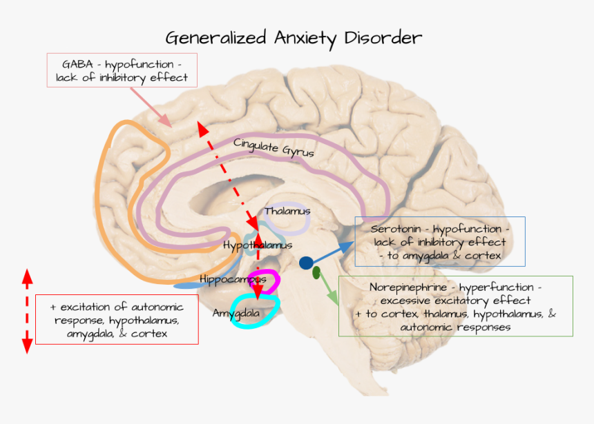 Diagram, HD Png Download, Free Download