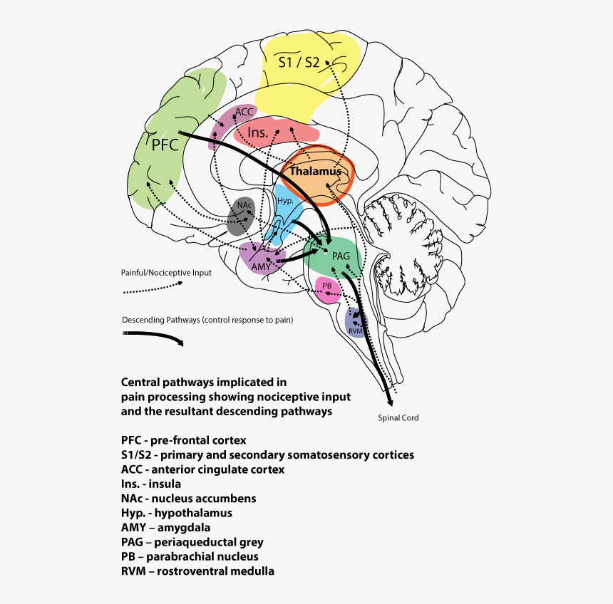 Diagram, HD Png Download, Free Download