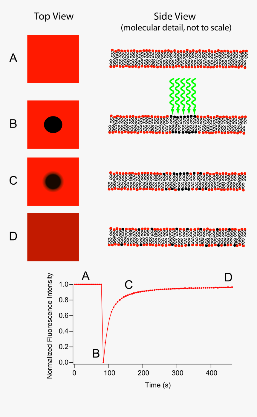 Fluorescence Recovery After Photobleaching, HD Png Download, Free Download