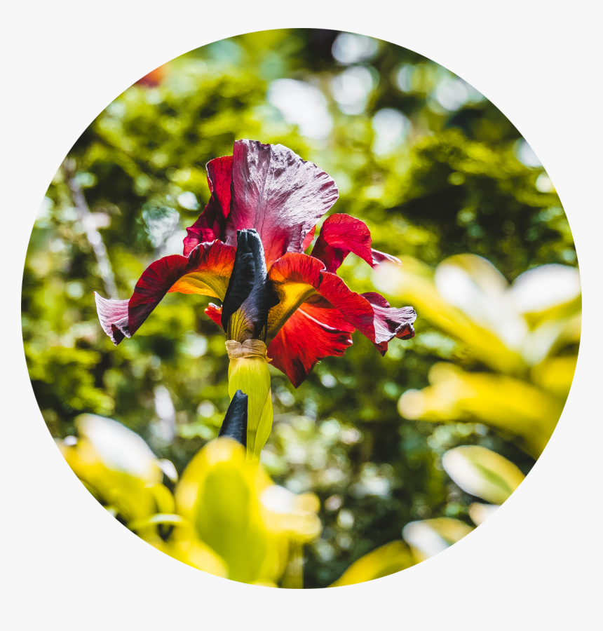 Hidden Red Flower - Iris, HD Png Download, Free Download