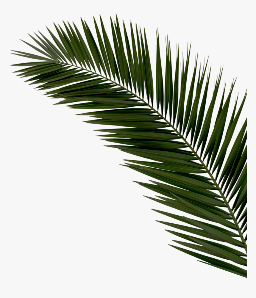 Right Palms Top Reduex - Palm Tree Png White Leaf, Transparent Png, Free Download