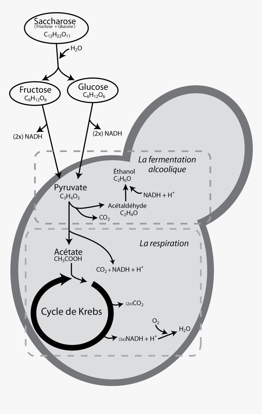 Yeast Respiration X Fermentation - Fermentation And Respiration Of Yeast, HD Png Download, Free Download