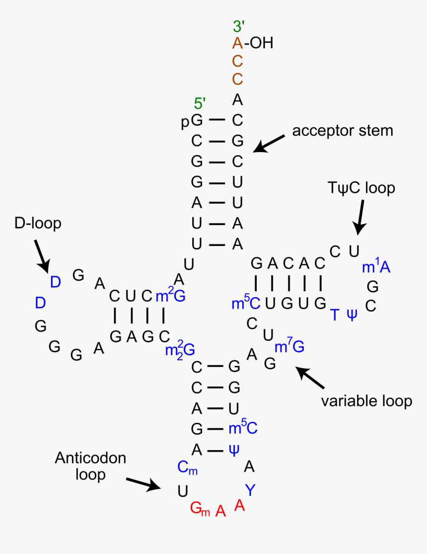 Trna Definition Biology, HD Png Download, Free Download