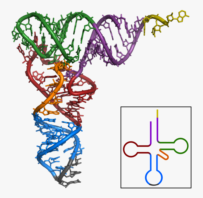 Ribosome Png, Transparent Png, Free Download