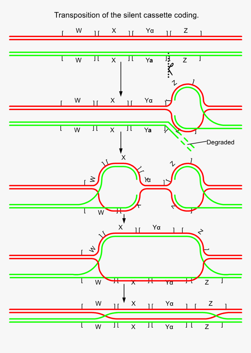 Yeast Mating Cassette Mechanism - Cassette Design For Yeast, HD Png Download, Free Download