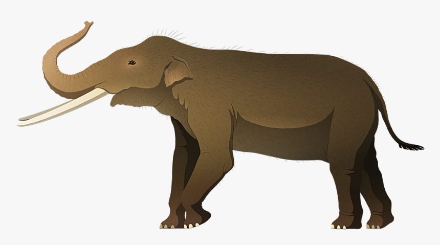 Indian Elephant, HD Png Download, Free Download