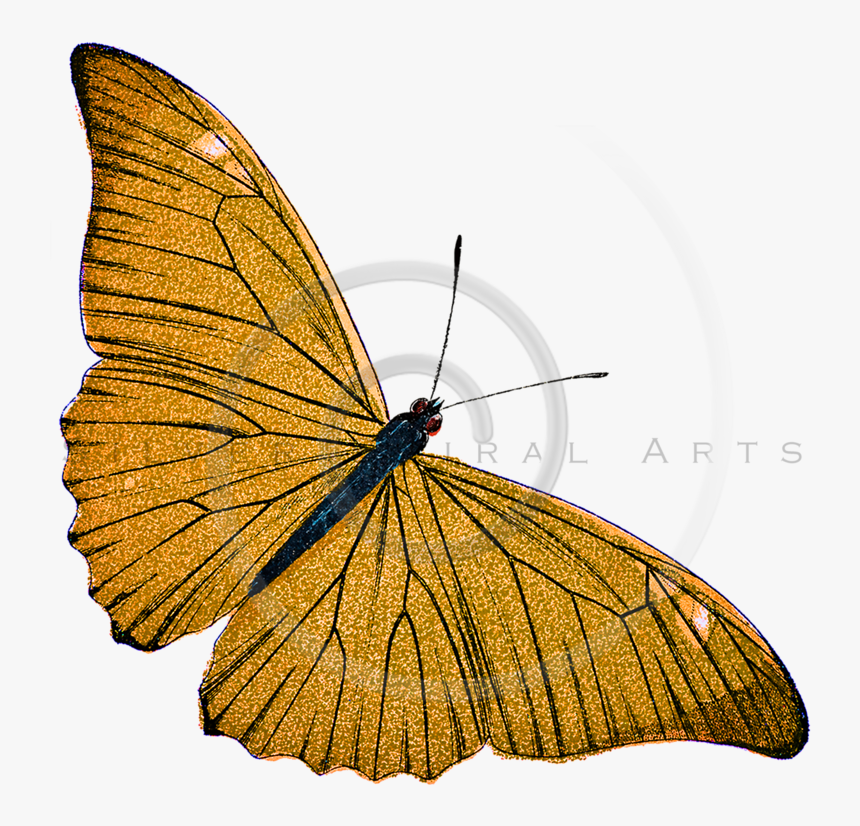 Vintage Butterfly Butterfly Illustration, HD Png Download, Free Download