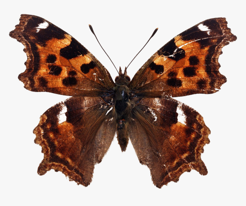 Butterfly Png Download Beautiful Butterfly Png Images - Polygonia C Album Png, Transparent Png, Free Download