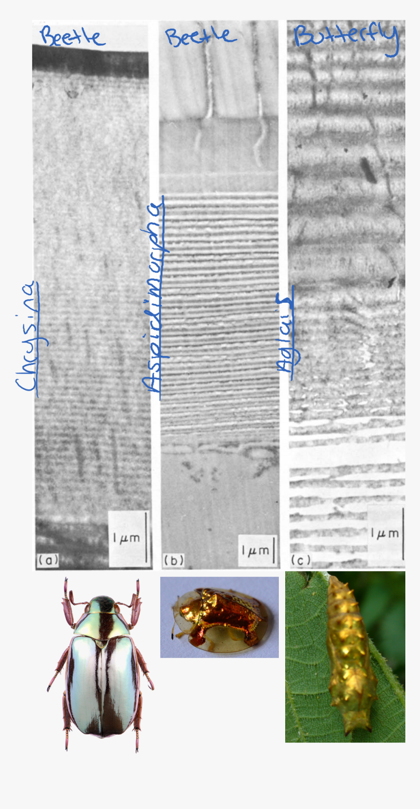 Insects From Unrelated Groups Have Independently Formed - Cocoon With Gold Bumps, HD Png Download, Free Download