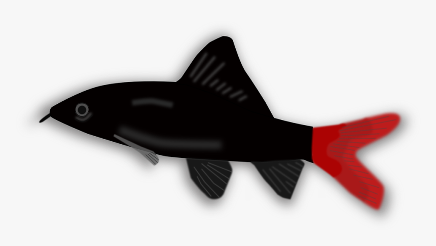 Small Black And Red Fish, HD Png Download, Free Download