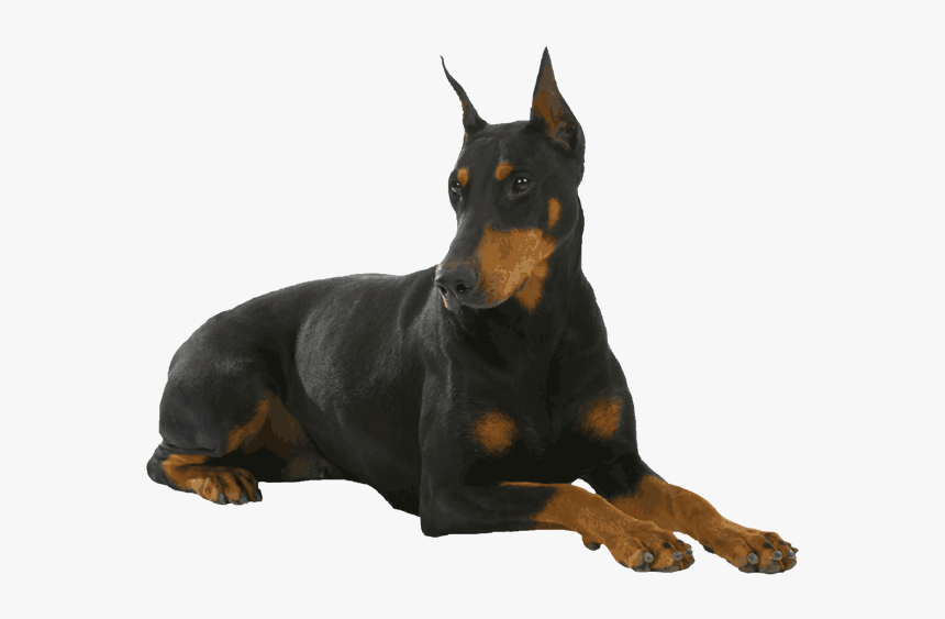 Doberman, Dog, And Overlay Image - Doberman Dog Pic Png, Transparent Png, Free Download