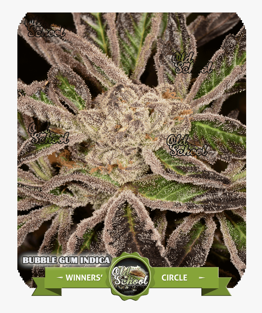 Bubble Gum Indica Oldschoolba - Old School Bubble Gum Strain, HD Png Download, Free Download