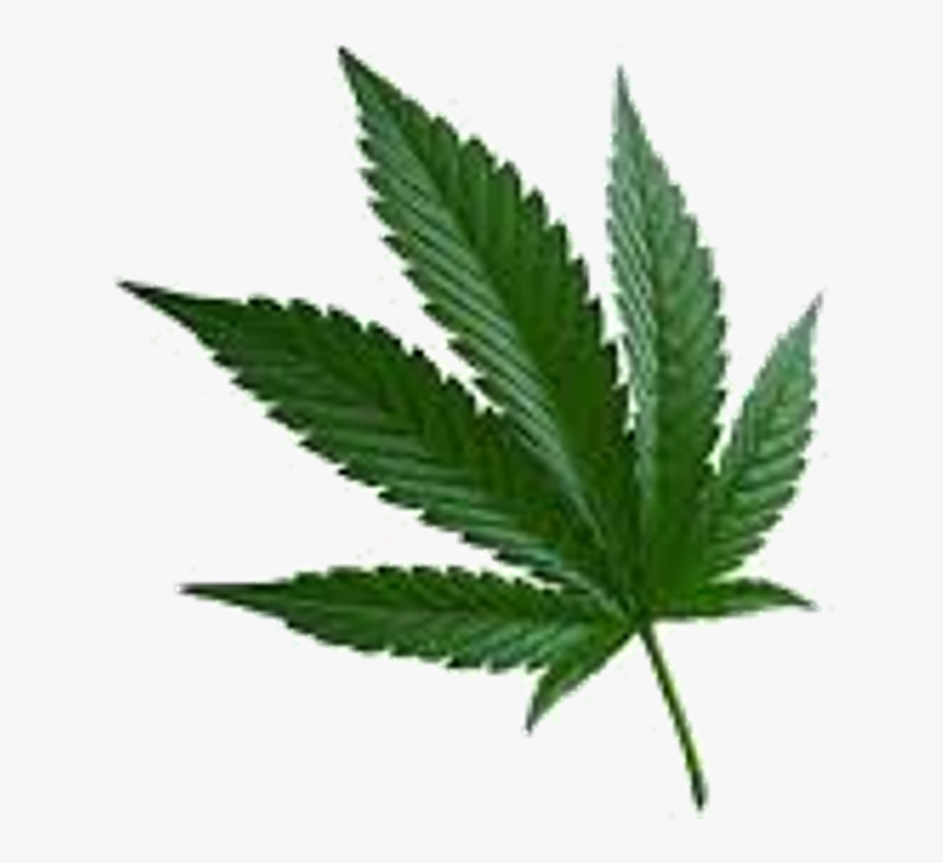 Transparent Real Weed Leaf Png - Cannabis Sativa, Png Download, Free Download