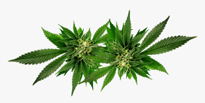 Cannabis Png, Transparent Png, Free Download