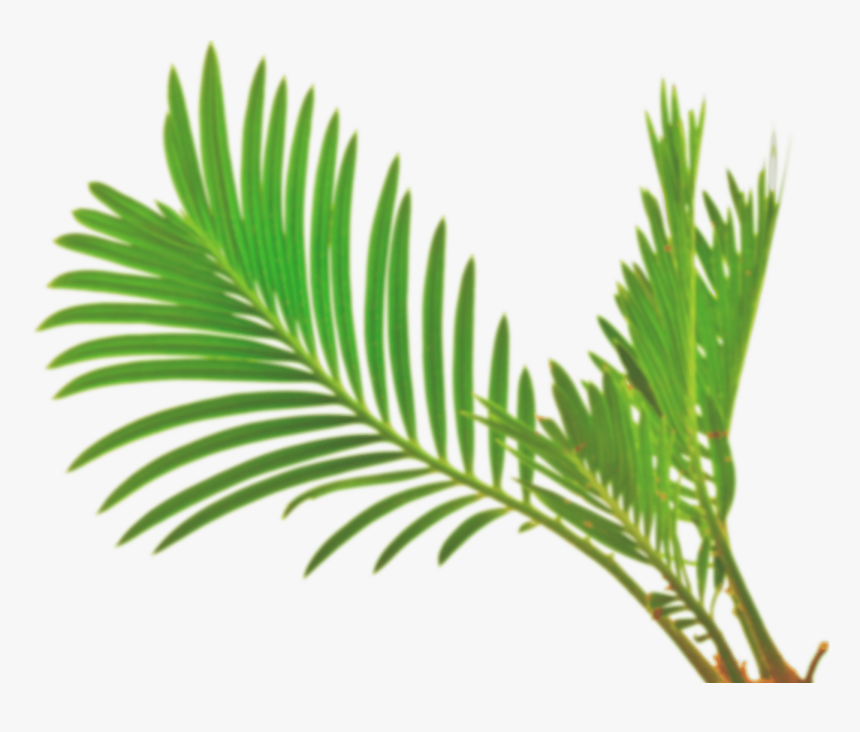 Palm Leaf Vector Png - Pohon Salak Vector Png, Transparent Png, Free Download