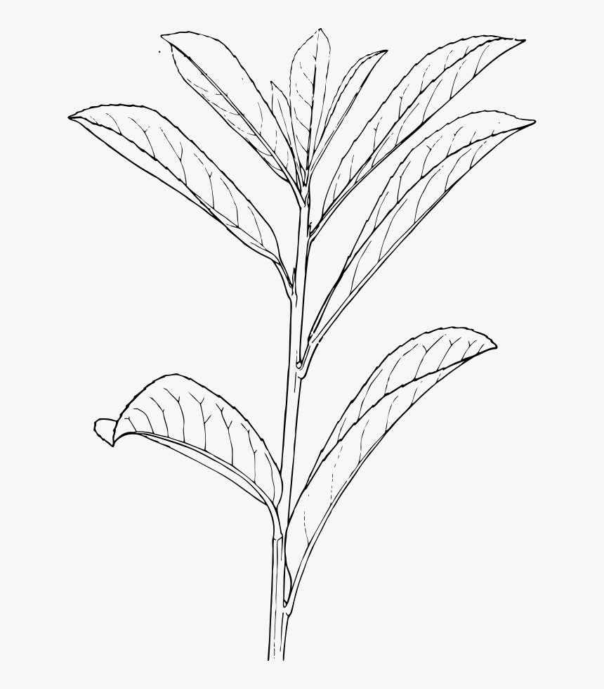 Pdf plant. Растения контур. Длинные листья. Эскизы растений. Контуры растений на прозрачном фоне.