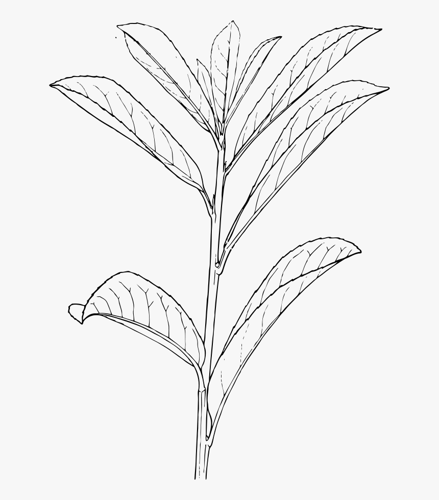 Laurel Svg Clip Arts - Outline Of A Plant, HD Png Download, Free Download