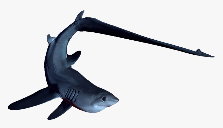 Depth Wiki - Thresher Shark Transparent Background, HD Png Download, Free Download