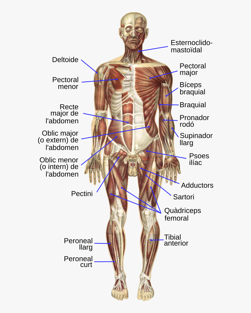 Musculs Del Cos Humà, HD Png Download, Free Download