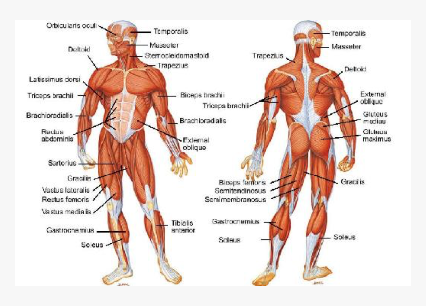 Muscular System Test, HD Png Download, Free Download