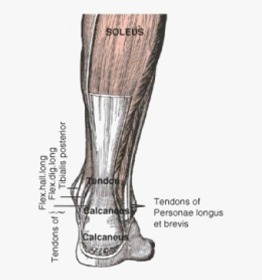 Runner's Heel Pain Achilles, HD Png Download, Free Download