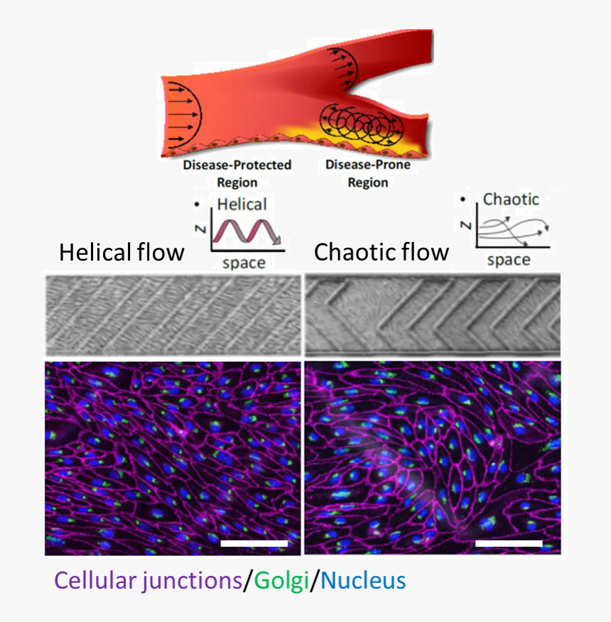 Abstract Of Microtas, HD Png Download, Free Download