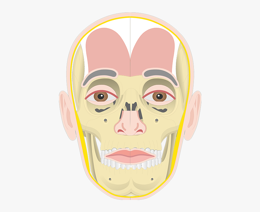 Frontalis Muscle Insertion And Origin, HD Png Download, Free Download