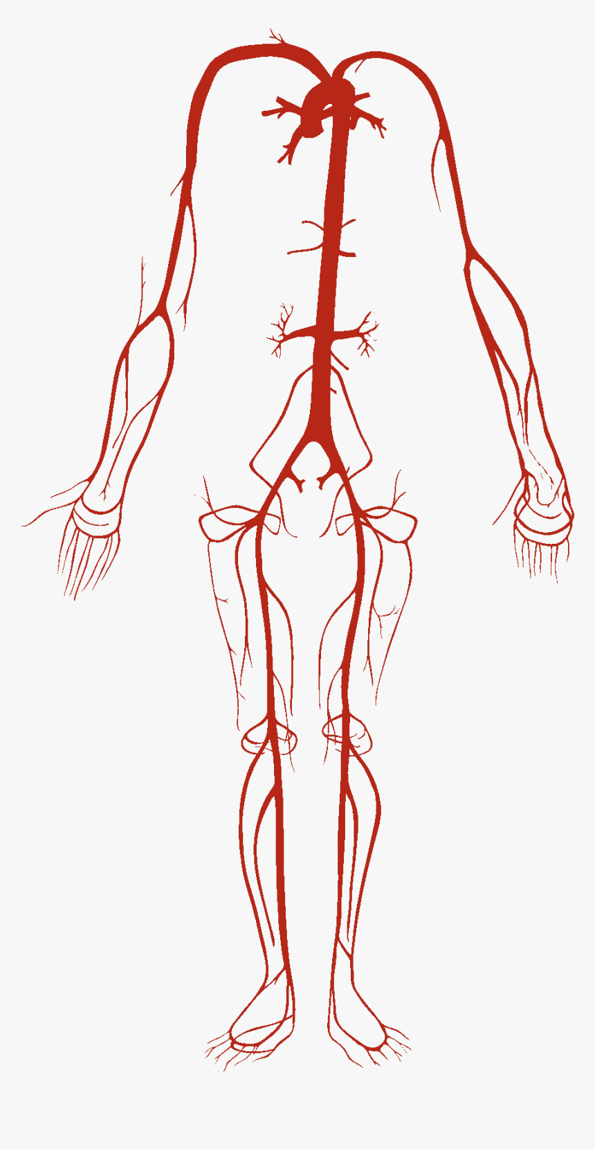 Arterial System - Arterial System In Human Body, HD Png Download, Free Download