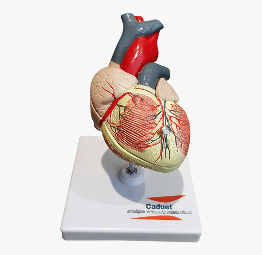 Vintage Caduet Doctor"s Heart Model - Caduet, HD Png Download, Free Download