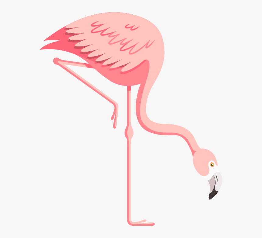 Picture - Greater Flamingo, HD Png Download, Free Download