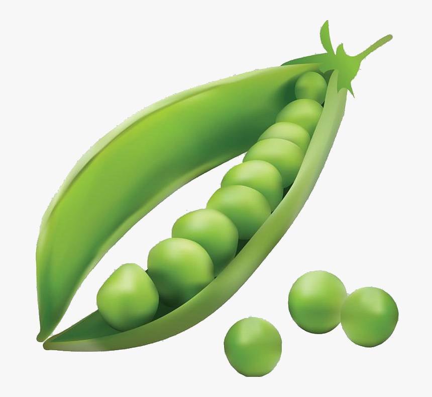Pea Transparent Png - Explosion Pea Seed Dispersal By Explosion, Png Download, Free Download