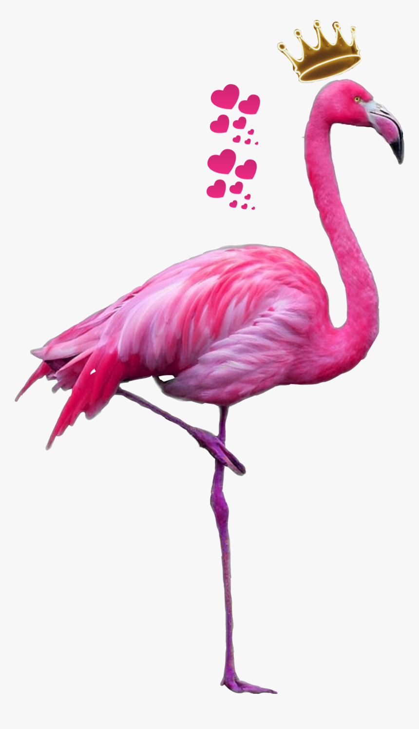 #tumblr #flamingo - Flamingo Png, Transparent Png, Free Download
