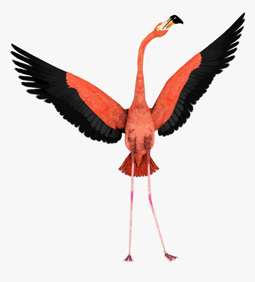 Flamingo With Open Wings, HD Png Download, Free Download