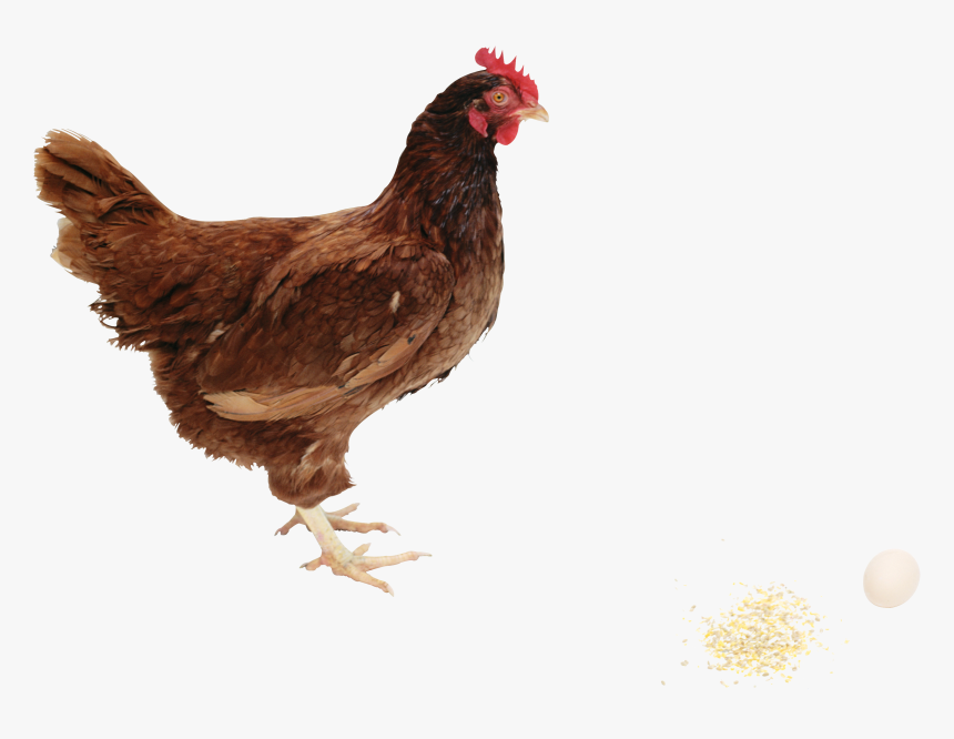 Rhode Island Red Png, Transparent Png, Free Download