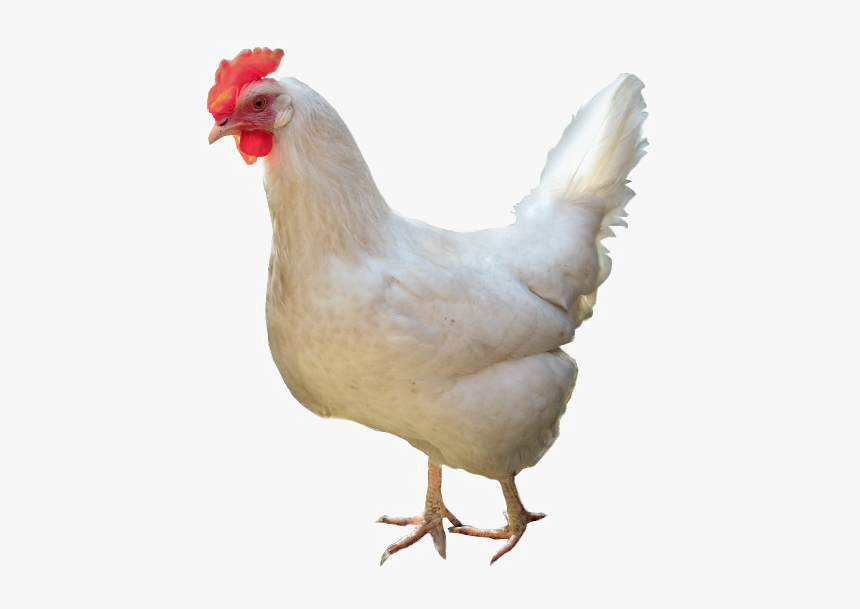White Chicken Png High-quality Image - White Chicken White Background, Transparent Png, Free Download