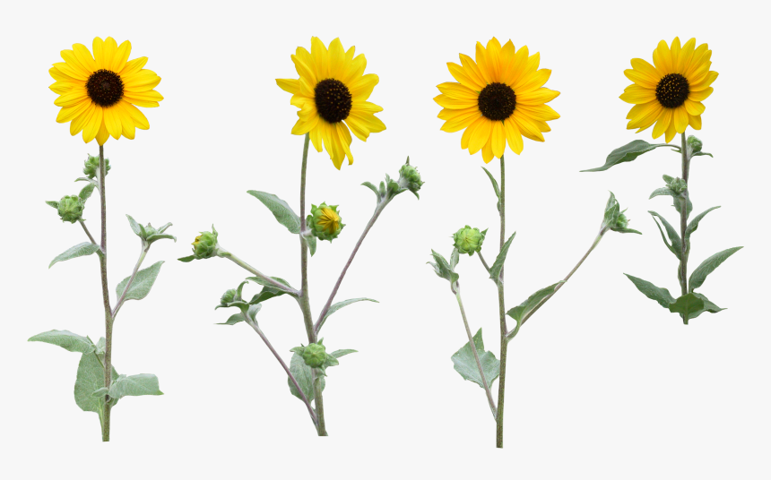 Single Sunfloer Png With Leaf - Sunflower Clipart Png With High Resolution, Transparent Png, Free Download