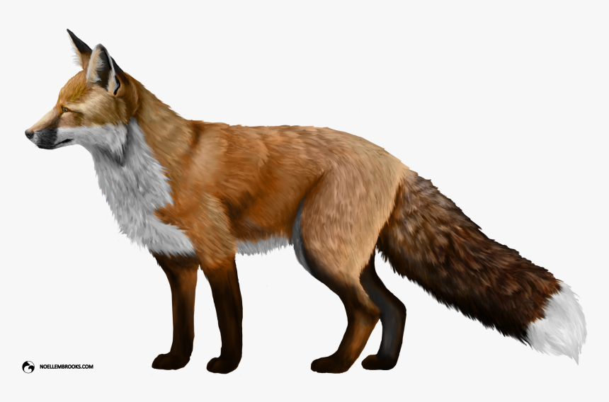 Download Fox Png - Fox Png, Transparent Png, Free Download