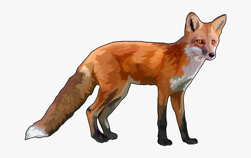 Fox Png - Red Fox No Background, Transparent Png, Free Download