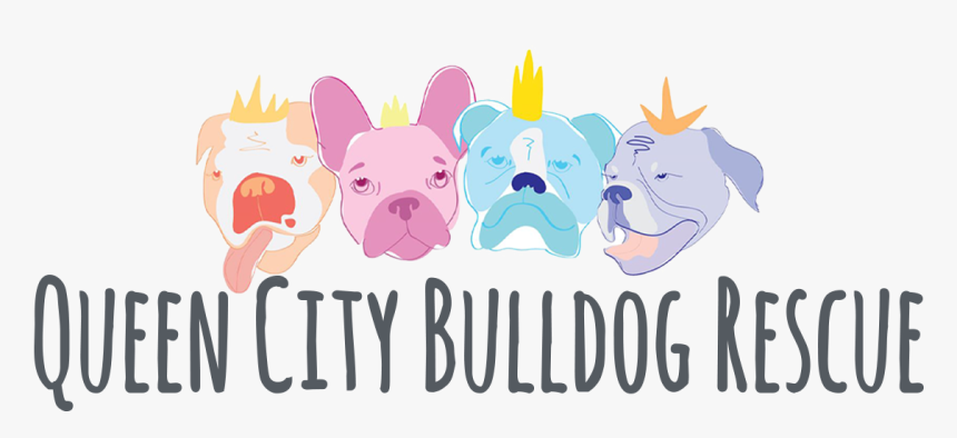 Queen City Bulldog Rescue - French Bulldog, HD Png Download, Free Download