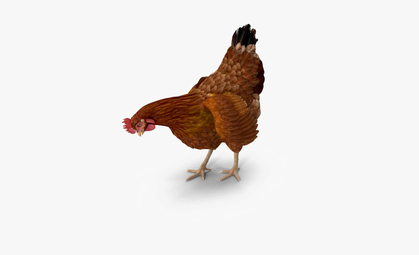 Brown Chicken Png Image - Chicken Eating Png, Transparent Png, Free Download
