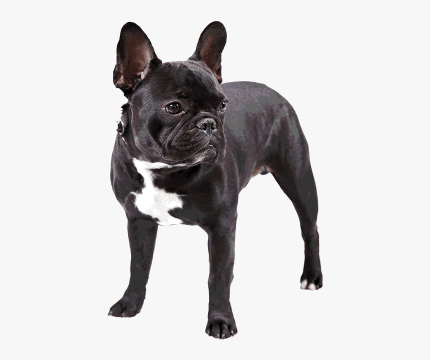 Black French Bulldog Png, Transparent Png, Free Download
