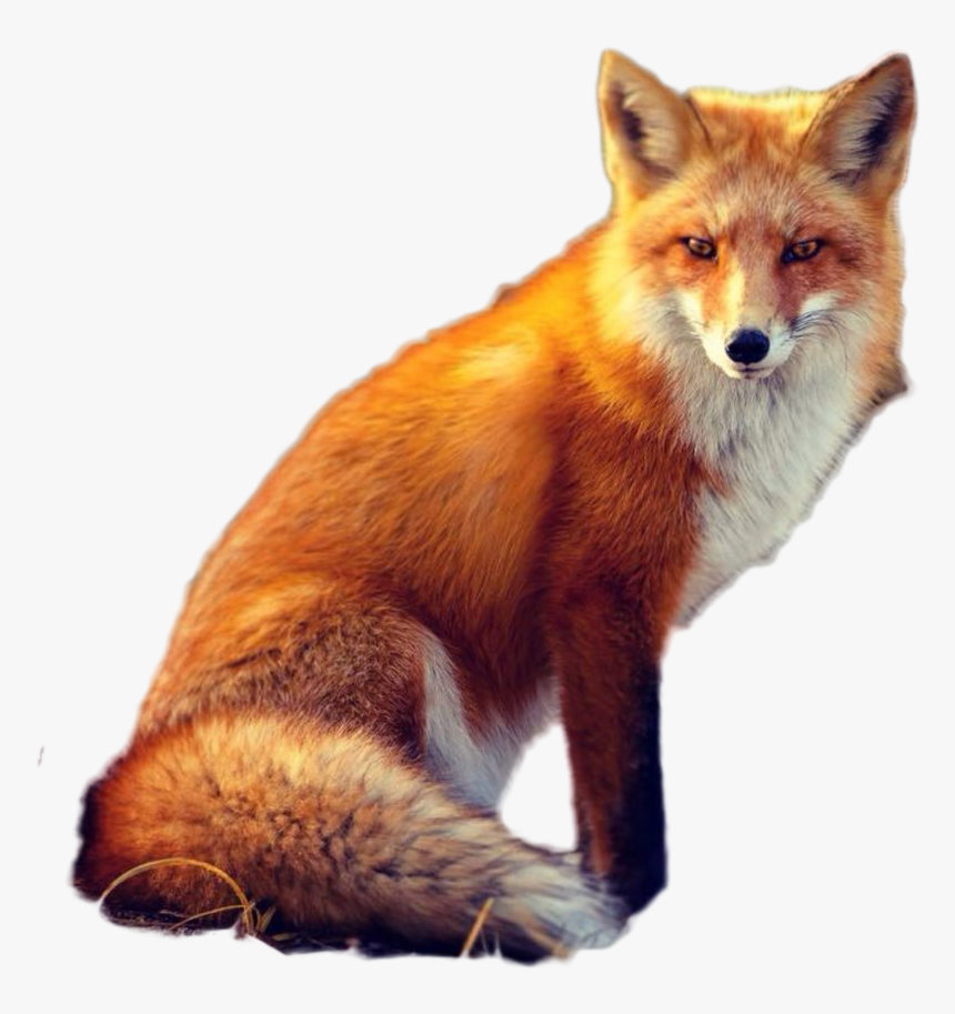 Fox Png Image - Portable Network Graphics, Transparent Png, Free Download