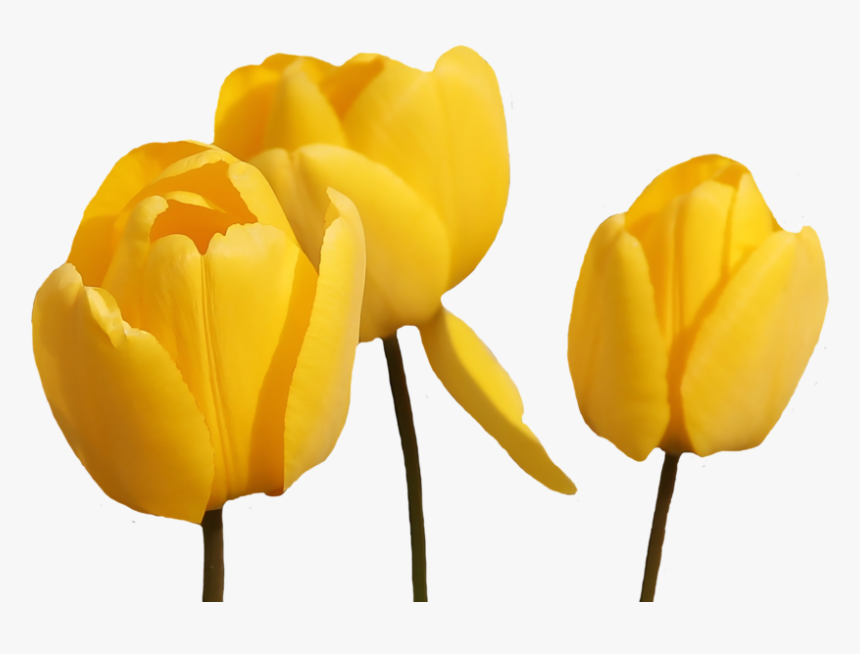 Yellow Tulip Flower Png - Yellow Tulip Flowers Png, Transparent Png, Free Download