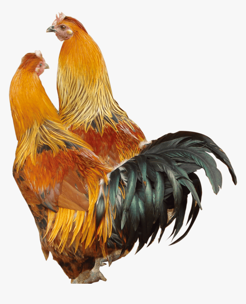 Local Fowl Pics Png, Transparent Png, Free Download