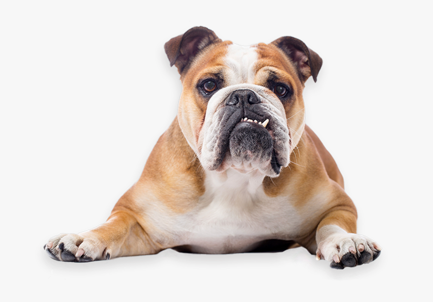 Bulldog Rescue Network - Bulldog Png, Transparent Png, Free Download