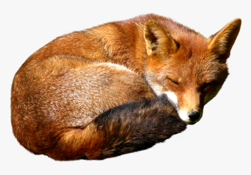 Were Foxes Introduced To Australia, HD Png Download, Free Download
