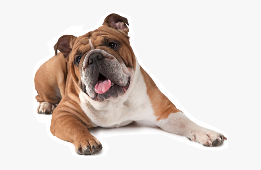 Transparent Bull Dog Png - Transparent Background Bulldog Transparent, Png Download, Free Download