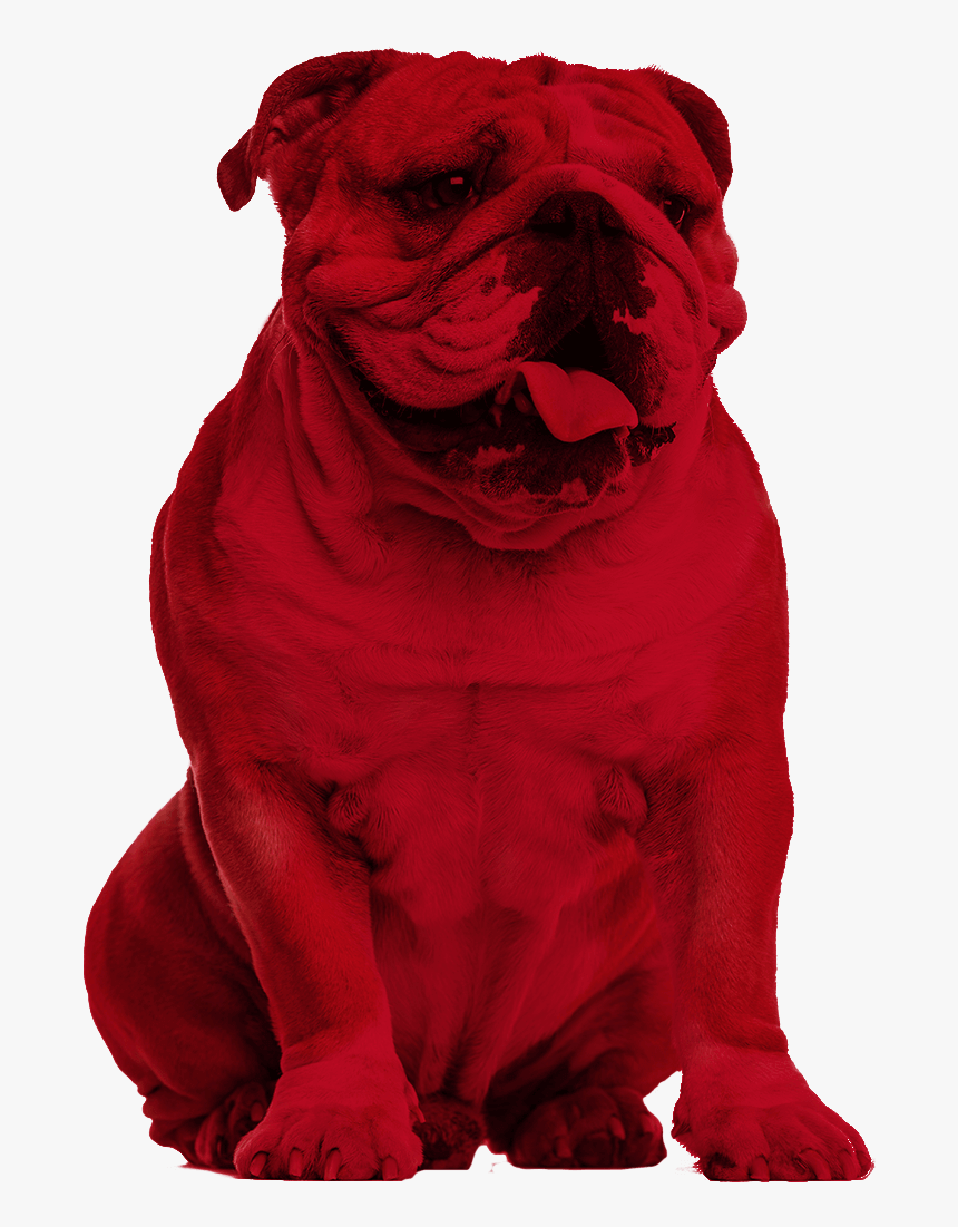 Bulldog - Clip Art, HD Png Download, Free Download